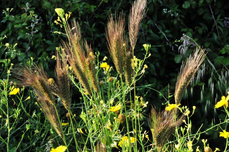 Dasypyrum villosum + Hordeum sp., Poaceae